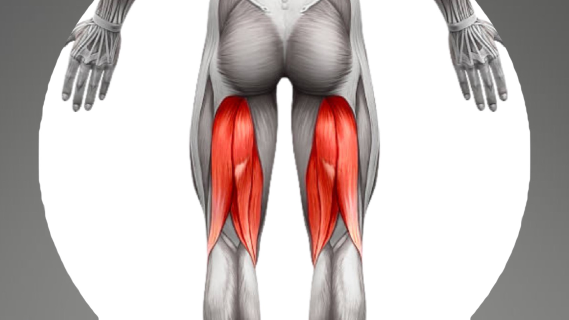 Hamstrings